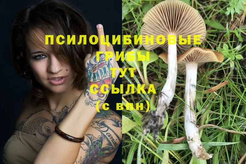 Псилоцибиновые грибы Psilocybe  цены   ссылка на мегу как войти  Буйнакск 